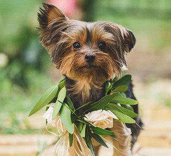 Dogs at Weddings: How Your Pet Can Be Part of Your Special Day